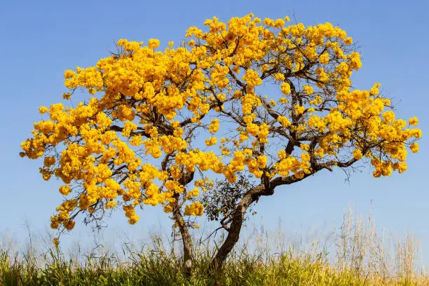 LAPACHO ARBOL